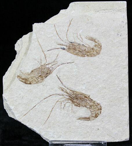 Cretaceous Fossil Shrimp Carpopenaeus - Lebanon #22886